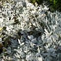 Artemisia stelleriana feuille